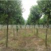 基地常年批發大葉女貞 高桿女貞 大葉女貞小苗
