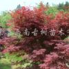 紅楓