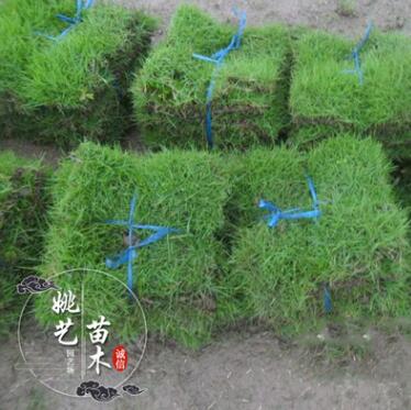 基地批發(fā)四季青草坪混播馬尼拉 供應草坪果嶺草優(yōu)質草坪苗品種全