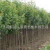 大葉女貞苗批發(fā)園林綠化苗木精品盆景常綠植物高桿女貞樹苗