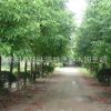 香樟樹苗批發(fā)園林工程綠化苗木香樟小苗 道路風(fēng)景樹 規(guī)格齊全