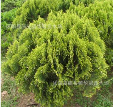 批發(fā)灑金柏小苗基地直銷 綠化工程彩色灌木灑金柏 庭院苗木