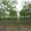 基地直銷 櫸樹樹苗 工程綠化苗櫸樹苗 防護樹 行道樹現貨充足