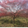 日本紅楓