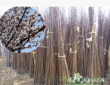出售紫葉李小苗等紅葉李樹苗不同規(guī)格等各種花卉苗木