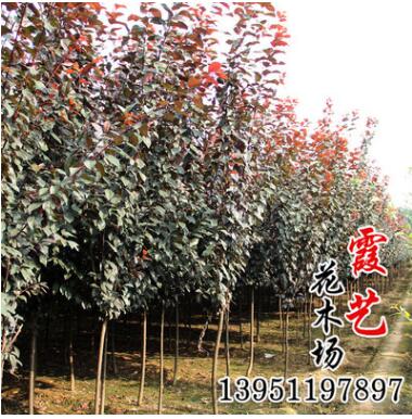 基地直銷紅葉李小苗 紫葉李種苗 根系發(fā)達 綠化苗木 規(guī)格齊全