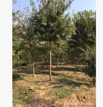 叢生三角楓 移栽大樹 公園小區(qū)綠化樹種 南京基地直銷