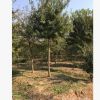 叢生三角楓 移栽大樹 公園小區綠化樹種 南京基地直銷