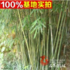 供應黃金竹批發 護坡綠化 凈化空氣 規格齊全 量大優惠