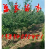 供應(yīng)占地綠化山楂樹、蘋果樹、梨樹、桃樹、棗樹、核桃樹、櫻桃樹
