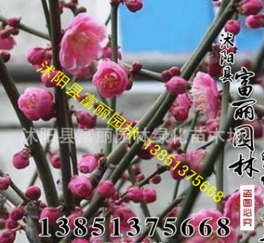 花灌木批發(fā)；紅梅 綠梅粗2-3-10公分 千畝紅梅基地 苗木