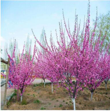 榆葉梅苗庭院盆栽梅花樹苗嫁接紅梅樹苗梅花苗綠梅美人梅臘梅樹苗