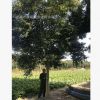 高桿大葉女貞 大葉女貞 高桿女貞 冬青 精品女貞 各種規格工程苗