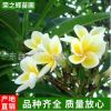 風景樹廣玉蘭樹木 綠化玉蘭批發 廣玉蘭 行道樹 工程綠化樹