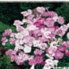 江蘇蘇爾園林低價(jià)直銷地被石竹 常夏石竹