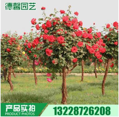 長期銷售 樹形月季花苗 大花月季苗 盆栽花卉 月季花