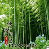 直銷各種優(yōu)質(zhì)竹子 四季常青 毛竹價格 規(guī)格齊全 量大優(yōu)惠 毛竹類
