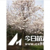 園林價(jià)格，白玉蘭價(jià)格，白玉蘭苗木價(jià)格，白玉蘭樹苗價(jià)格