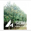 廣玉蘭，廣玉蘭價(jià)格，廣玉蘭苗木價(jià)格