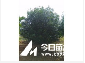 紅葉石楠