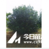 紅葉石楠