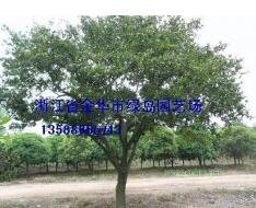 移栽香樟 紅楓 雞爪槭