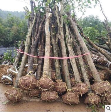 批發(fā)供應(yīng)占地征收垃圾桂花樹(shù)切桿骨架苗小土球規(guī)格齊貨源足