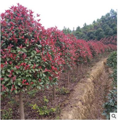 供應(yīng)綠化喬木行道樹(shù)高桿紅葉石楠顏色紅艷樹(shù)冠飽滿土球完整易成活