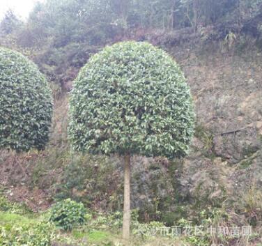 供應(yīng)貴州省綠化苗木桂花樹(shù)桂花小苗紅花丹桂苗規(guī)格齊全價(jià)格優(yōu)惠