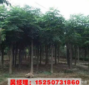 欒樹批發基地直銷園林綠化 北欒樹小苗 等 工程綠化 行道樹綠化