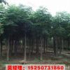 欒樹批發(fā)基地直銷園林綠化 北欒樹小苗 等 工程綠化 行道樹綠化