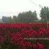 批發紅花紫薇 紫薇樹苗 美國紅火箭 美國紅火球 紫薇苗園林綠化