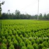 江蘇苗圃灑金柏苗 灑金柏小苗 庭院綠化彩色綠化苗木 量大優惠
