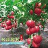 蔬菜種子優質西紅柿種子番茄種子洋柿子種子番柿六月柿陽臺種植