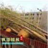大量供應(yīng)各種規(guī)格木銀杏綠化苗木 實(shí)生銀杏 嫁接銀杏