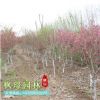 基地垂絲海棠苗熱銷 規(guī)格齊全 優(yōu)質(zhì)綠化苗木垂絲海棠 觀花植物