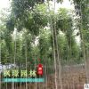 種植基地批發(fā)優(yōu)質(zhì)工程綠化白蠟 園林綠化白蠟樹