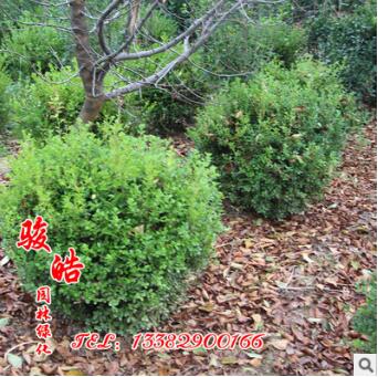 瓜子黃楊球批發 蓬徑0.8-1 量大優惠 瓜子黃楊球價格 綠化球類