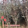 基地直銷優質綠化苗木紫葉李 紫葉李樹苗 紅葉李小苗批發貨源充足
