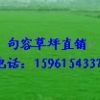 供應草坪，各類綠化草坪，馬尼拉，天堂，百慕大，黑麥草混播價優