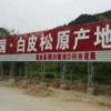 藍田白皮松基地