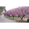河南南陽梅花基地