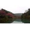 河南南陽梅花基地