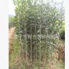 供應(yīng)移栽3年生，高100-180公分福建丹桂苗 紅桂花苗