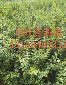 山西連翹苗基地=山西連翹苗價(jià)格=山西連翹樹苗批發(fā)