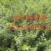 山西連翹苗基地=山西連翹苗價格=山西連翹樹苗批發