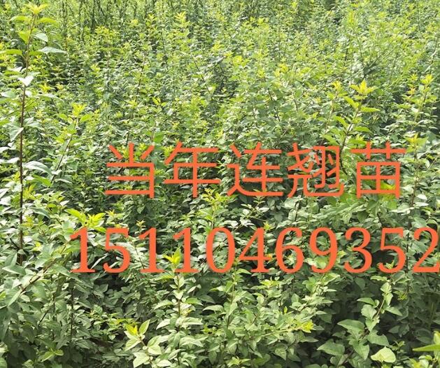 哪里有一年側(cè)柏苗，側(cè)柏基地，山西側(cè)柏苗價(jià)格