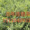 哪里有一年側柏苗，側柏基地，山西側柏苗價格