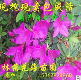 基地直銷 綠籬花卉植物杜鵑花 多規(guī)格毛鵑 杜鵑球 花色艷麗當(dāng)年開