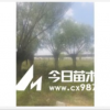 旱柳 云杉 圓柏 新疆楊饅頭柳沙地柏爬地柏側(cè)柏 新疆楊